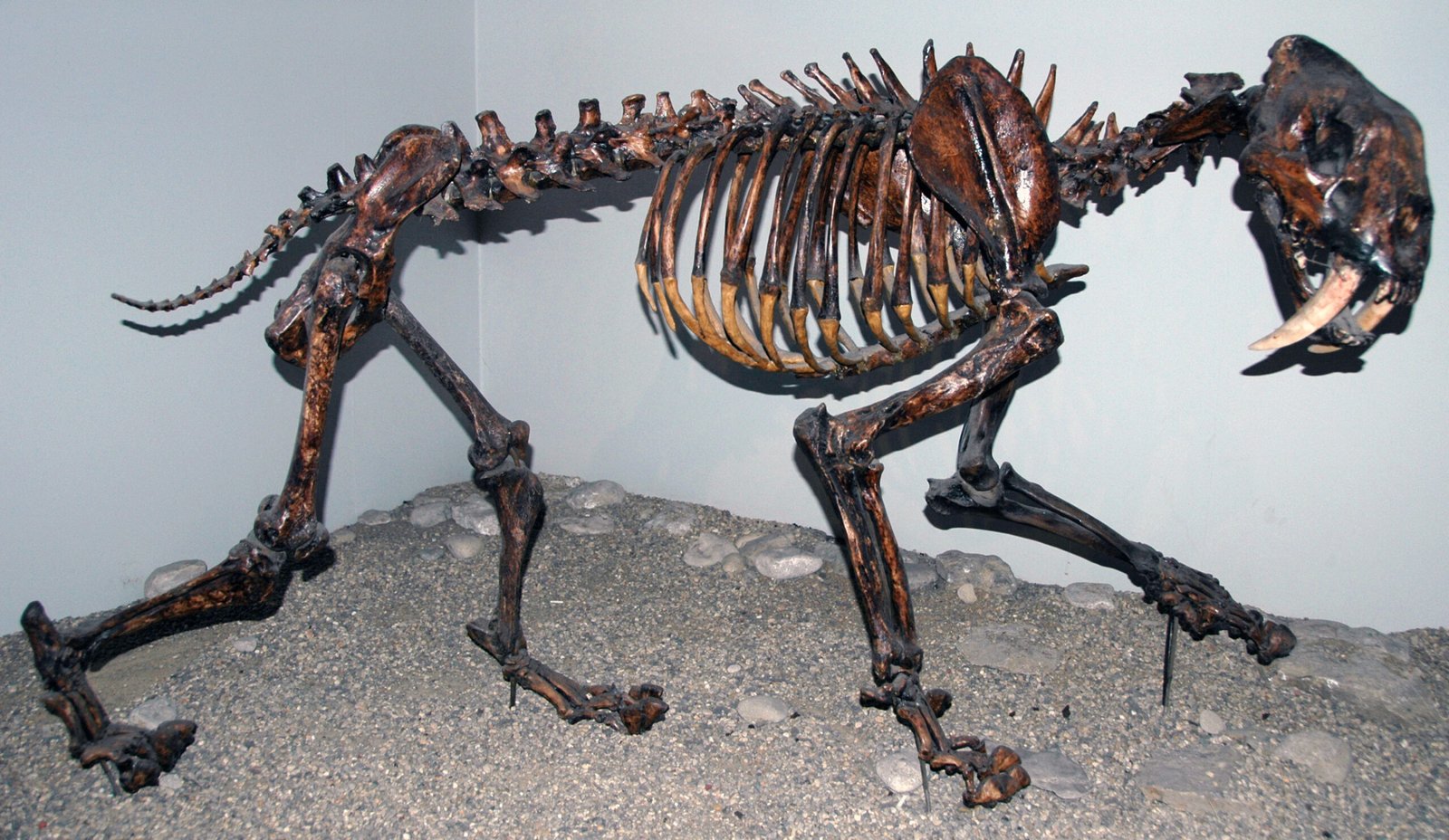 Pogonodon: The “Bearded” Cat (image credits: wikimedia)