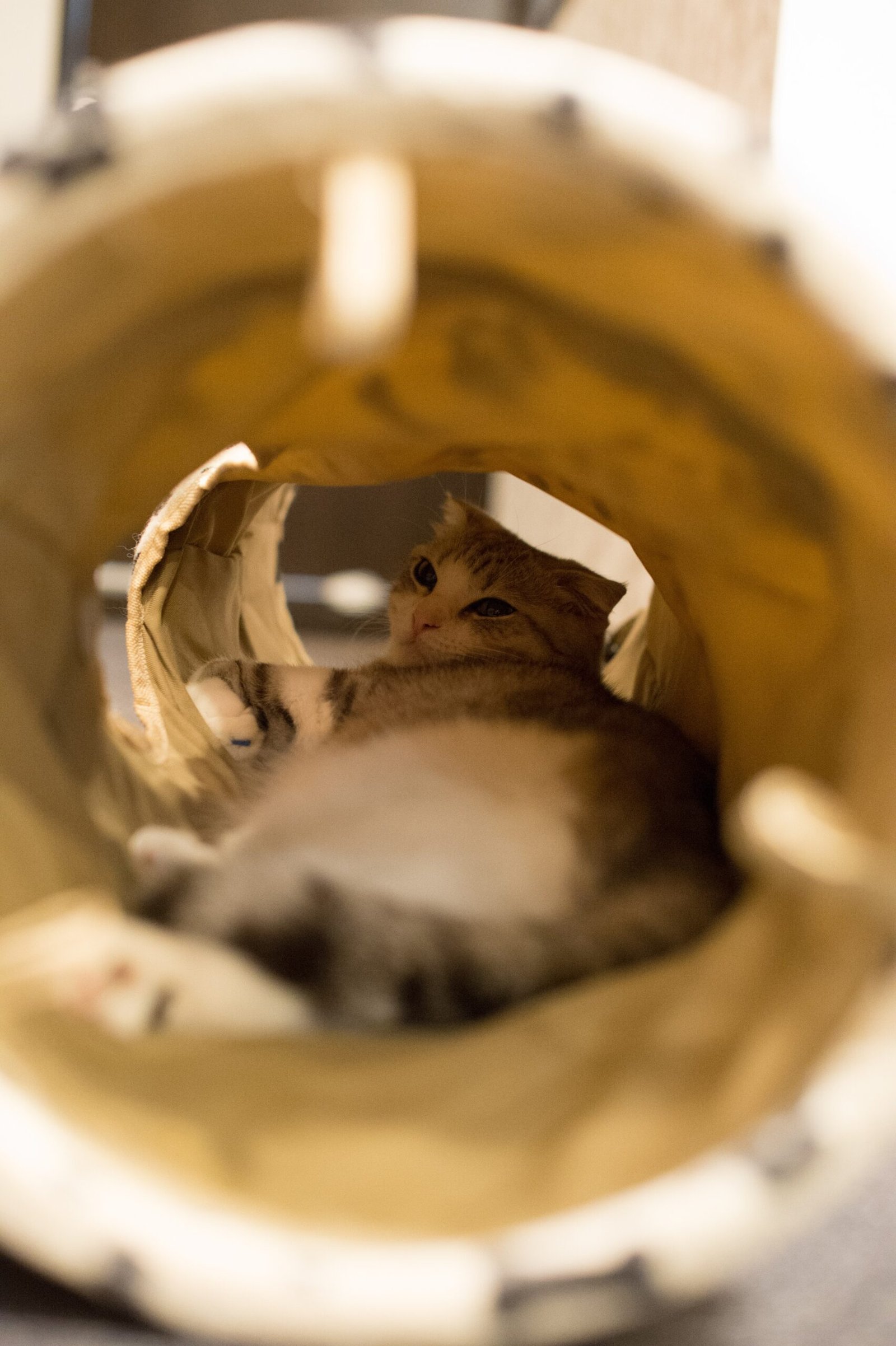 22. Upcycled T-Shirt Cat Tunnels (image credits: wikimedia)