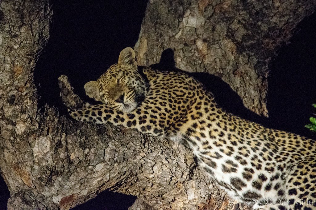 Leopards: The Elusive Stars of Night Safari (image credits: flickr)