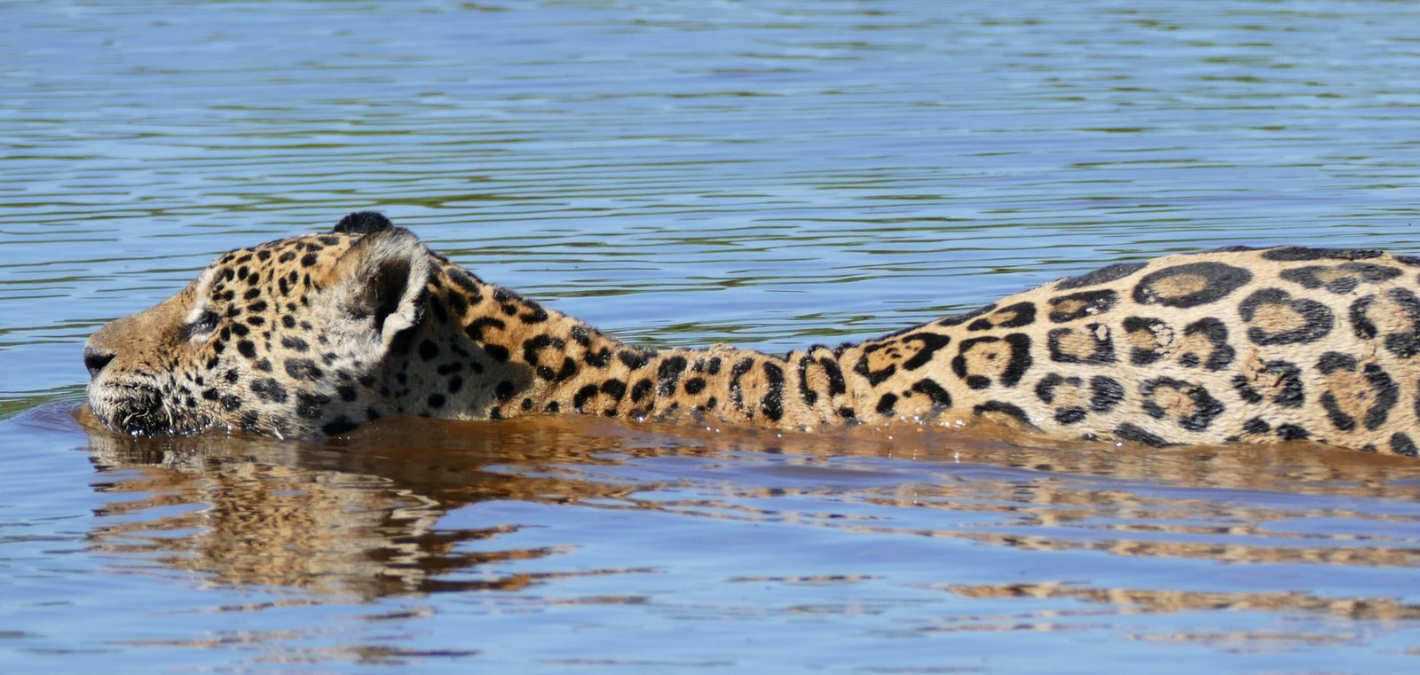 Jaguars: The Amazonian Jewels Drawing Ecotourists (image credits: wikimedia)