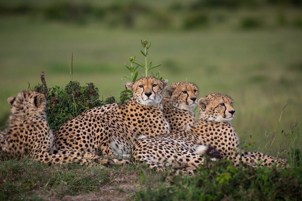 Cheetahs: The Racing Icons of Conservation (image credits: flickr)