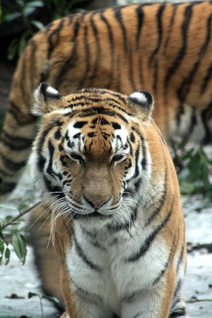 Pumas: The American Survivors (image credits: flickr)