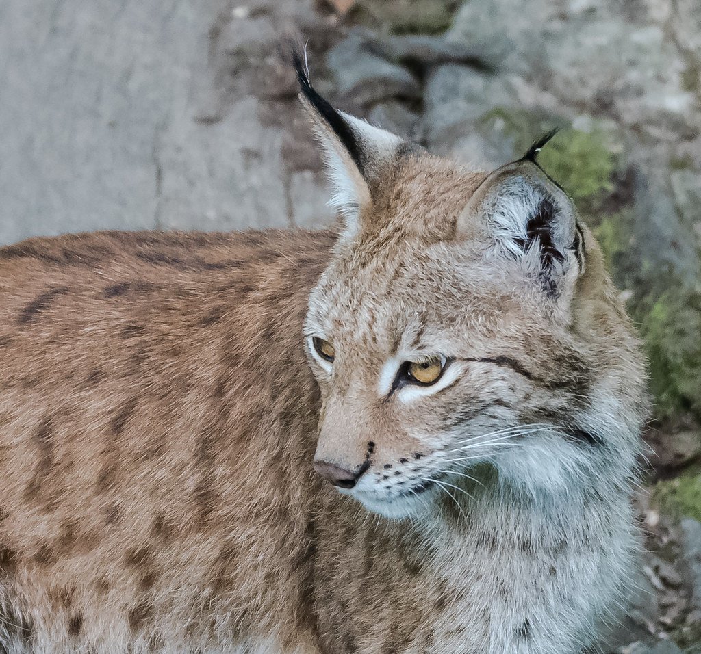 Lynx: The Mysterious Cats of the North (image credits: flickr)