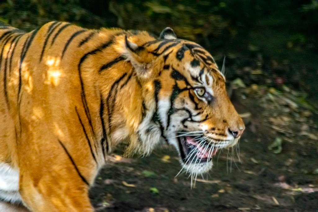 Indigenous Communities Leading the Way (image credits: flickr)