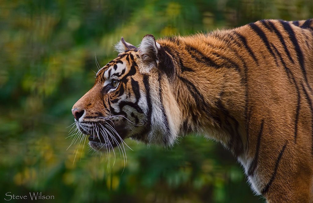 The Future of Big Cat Conservation Tourism (image credits: flickr)
