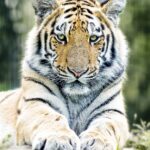 From Fear to Fascination: The Rise of Big Cat Conservation Tourism