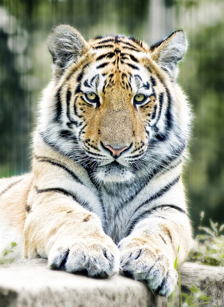 From Fear to Fascination: The Rise of Big Cat Conservation Tourism