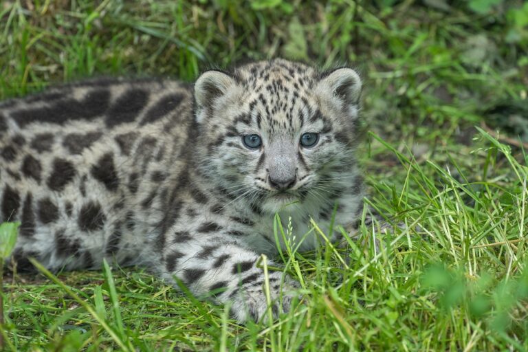 This Leopard Changed the Way Scientists Understand Camouflage