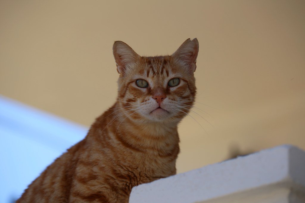 Conclusion: Finding Your Perfect Cold-Weather Companion (image credits: flickr)