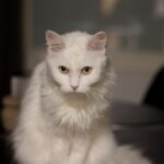 8 Cat Breeds That Thrive in Cold Climates (Yes, Even With Tiny Paws)