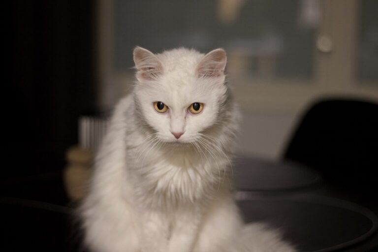 8 Cat Breeds That Thrive in Cold Climates (Yes, Even With Tiny Paws)