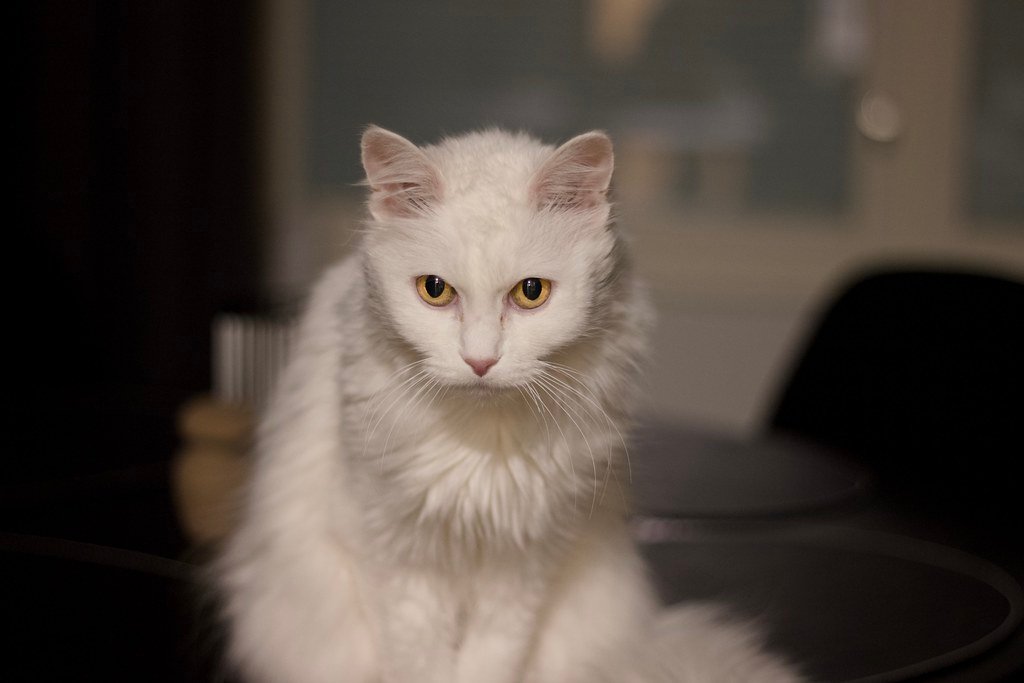 8 Cat Breeds That Thrive in Cold Climates (Yes, Even With Tiny Paws)