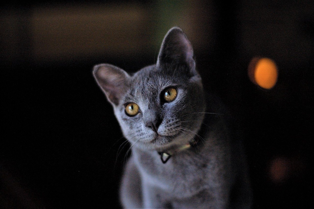 The Russian Blue: The Silent Sprinter (image credits: pixabay)