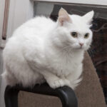 7 Athletic Cat Breeds That Will Outrun Your Dog