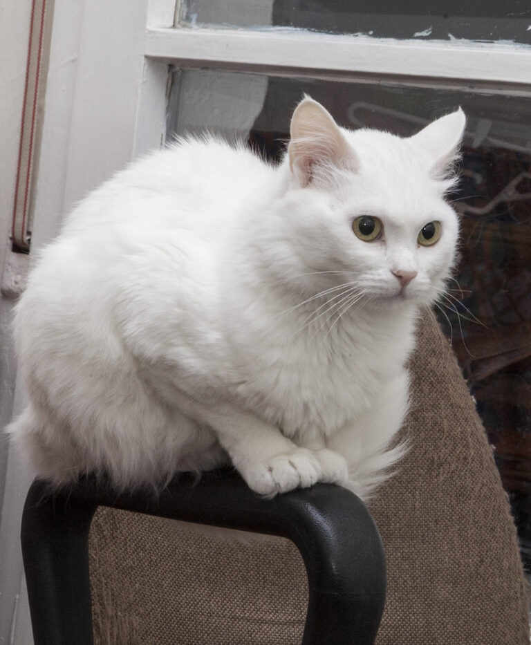 7 Athletic Cat Breeds That Will Outrun Your Dog