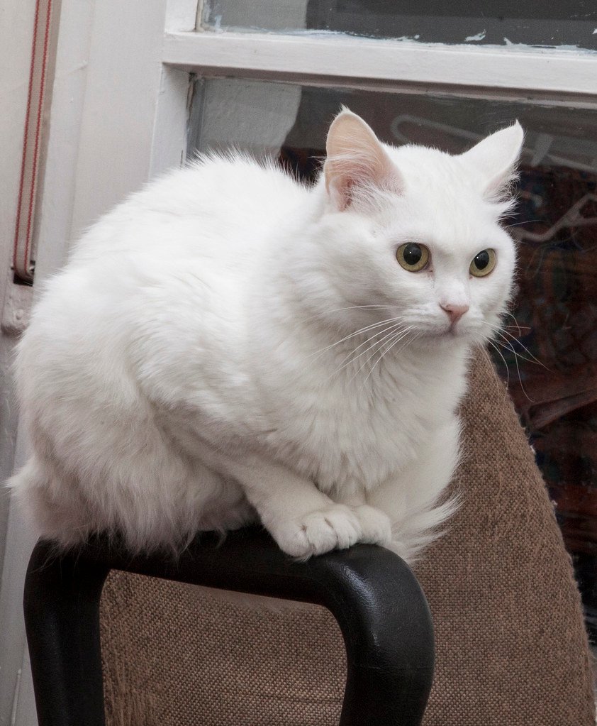 7 Athletic Cat Breeds That Will Outrun Your Dog