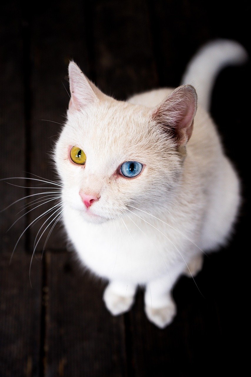 Turkish Angora: Heterochromia's Wild Beauty (image credits: pixabay)