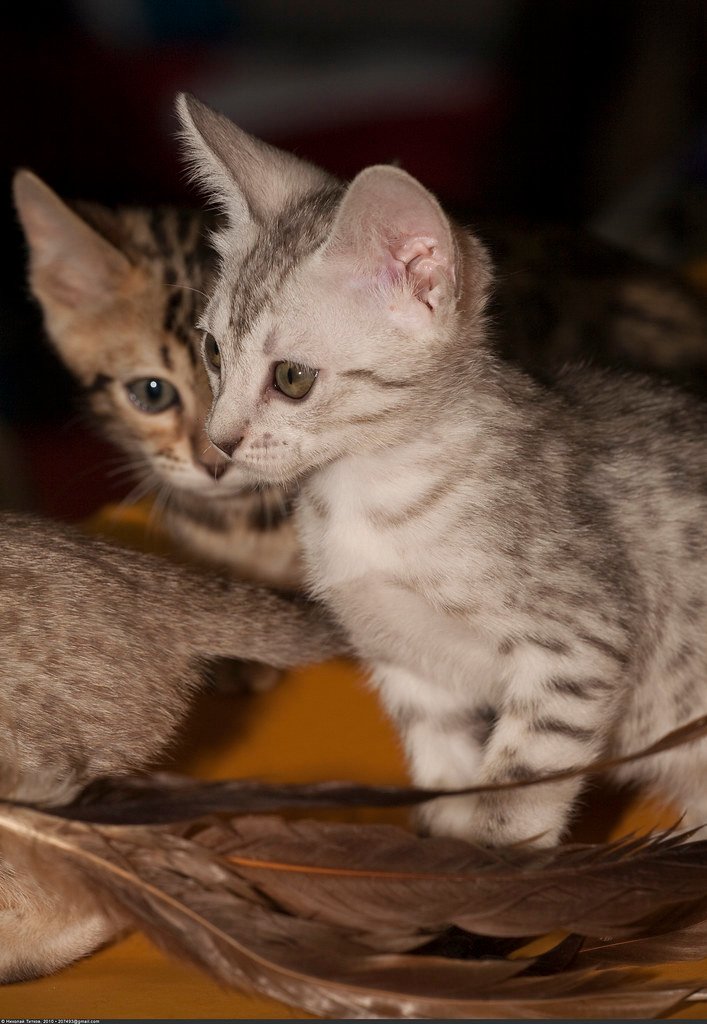 Ocicat: The Domesticated Wildcat with Copper Fire (image credits: flickr)