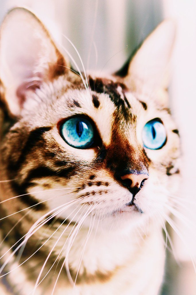 Bengal: The Leopard's Hypnotic Golden Stare (image credits: flickr)