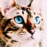 These 10 Cat Breeds Are Known for Their Wild, Wolf-Like Eyes