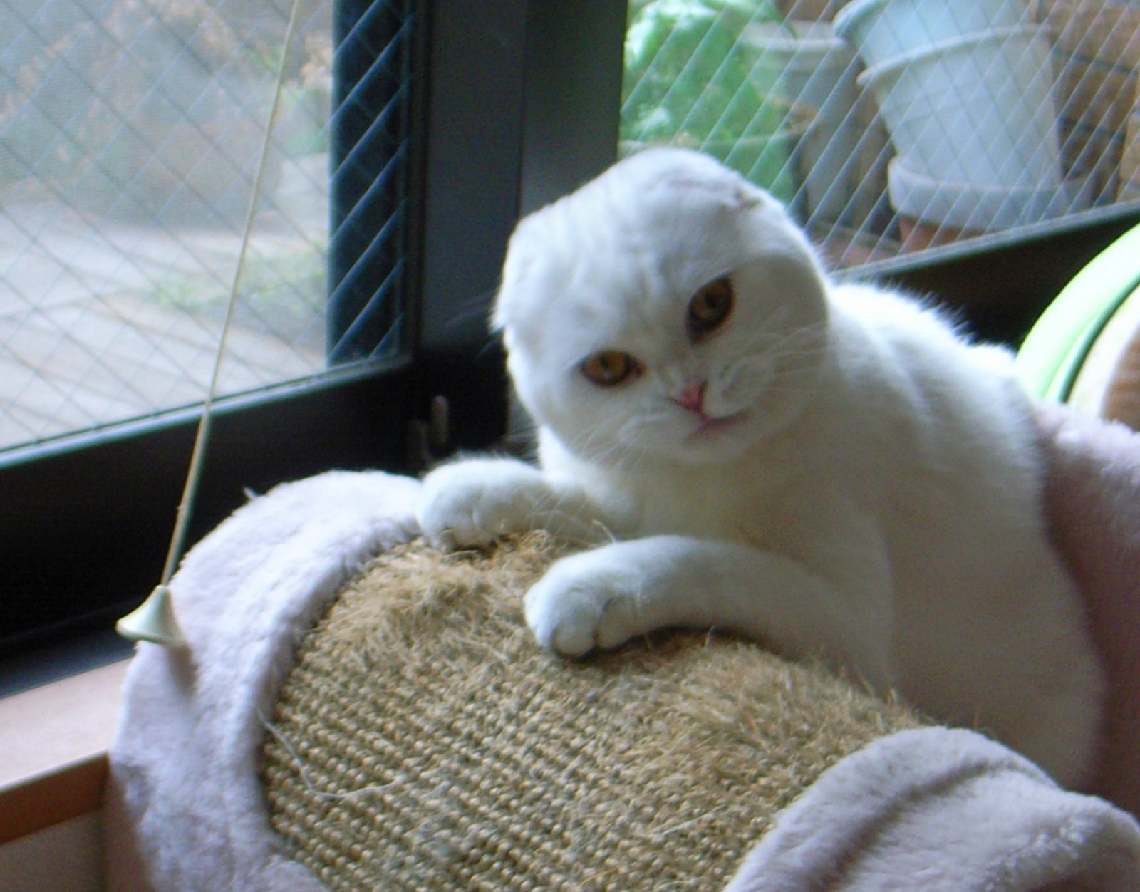 The Ultimate Scratching Post (image credits: wikimedia)