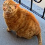 The Balcony Adventure