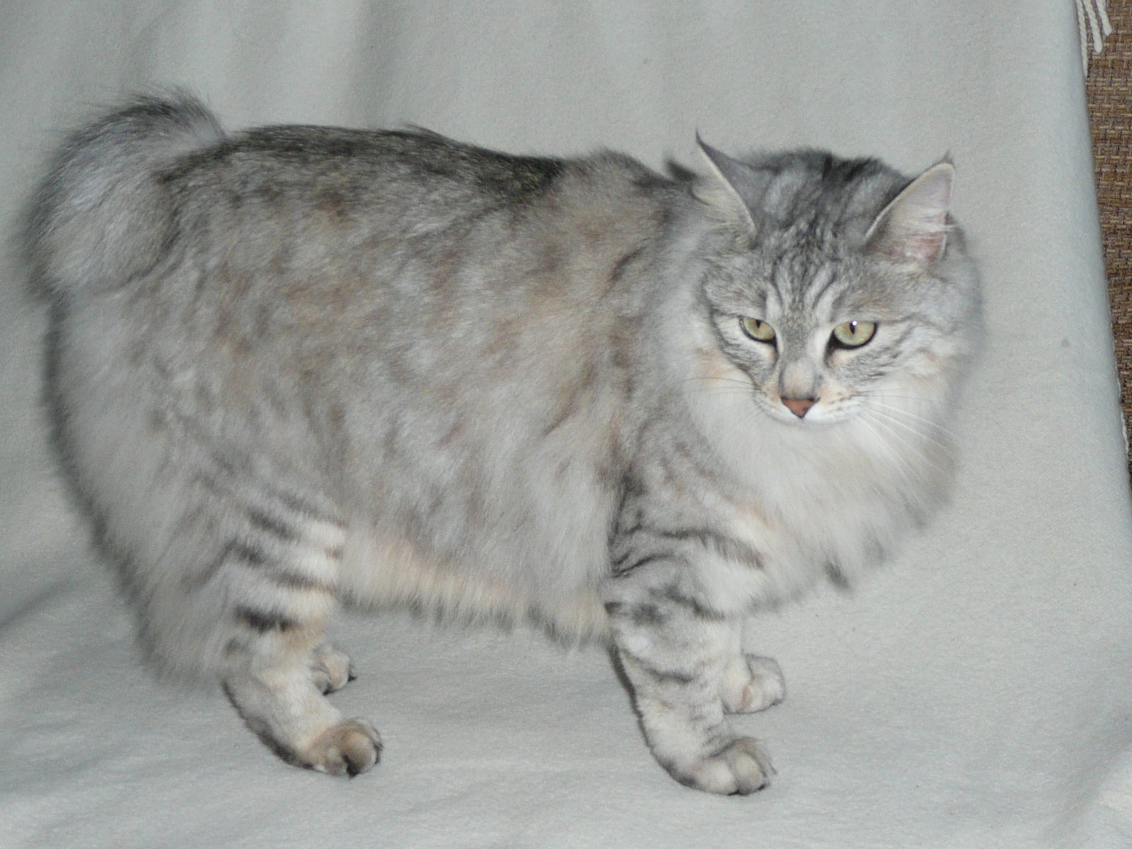 Kurilian Bobtail: The Wild-Hearted Island Hopper (image credits: wikimedia)