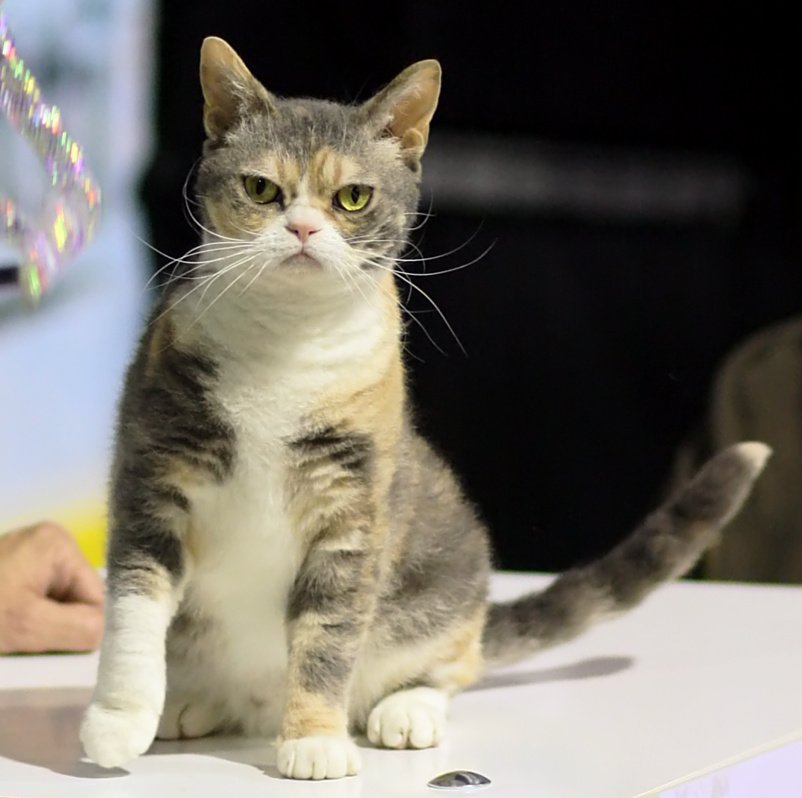 American Wirehair: The Curly-Coated Curiosity (image credits: wikimedia)