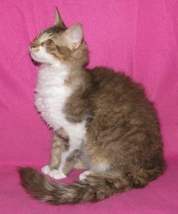 LaPerm: The Cat With a Permanent “Bad Hair Day” (image credits: wikimedia)