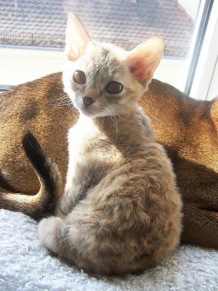 German Rex: The Original Curly Cat (image credits: wikimedia)