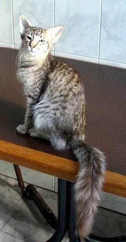 Oriental Longhair: The Silky Shadow (image credits: wikimedia)