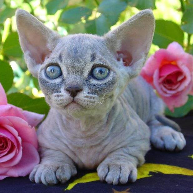 Minskin: The Pygmy Panther (image credits: wikimedia)