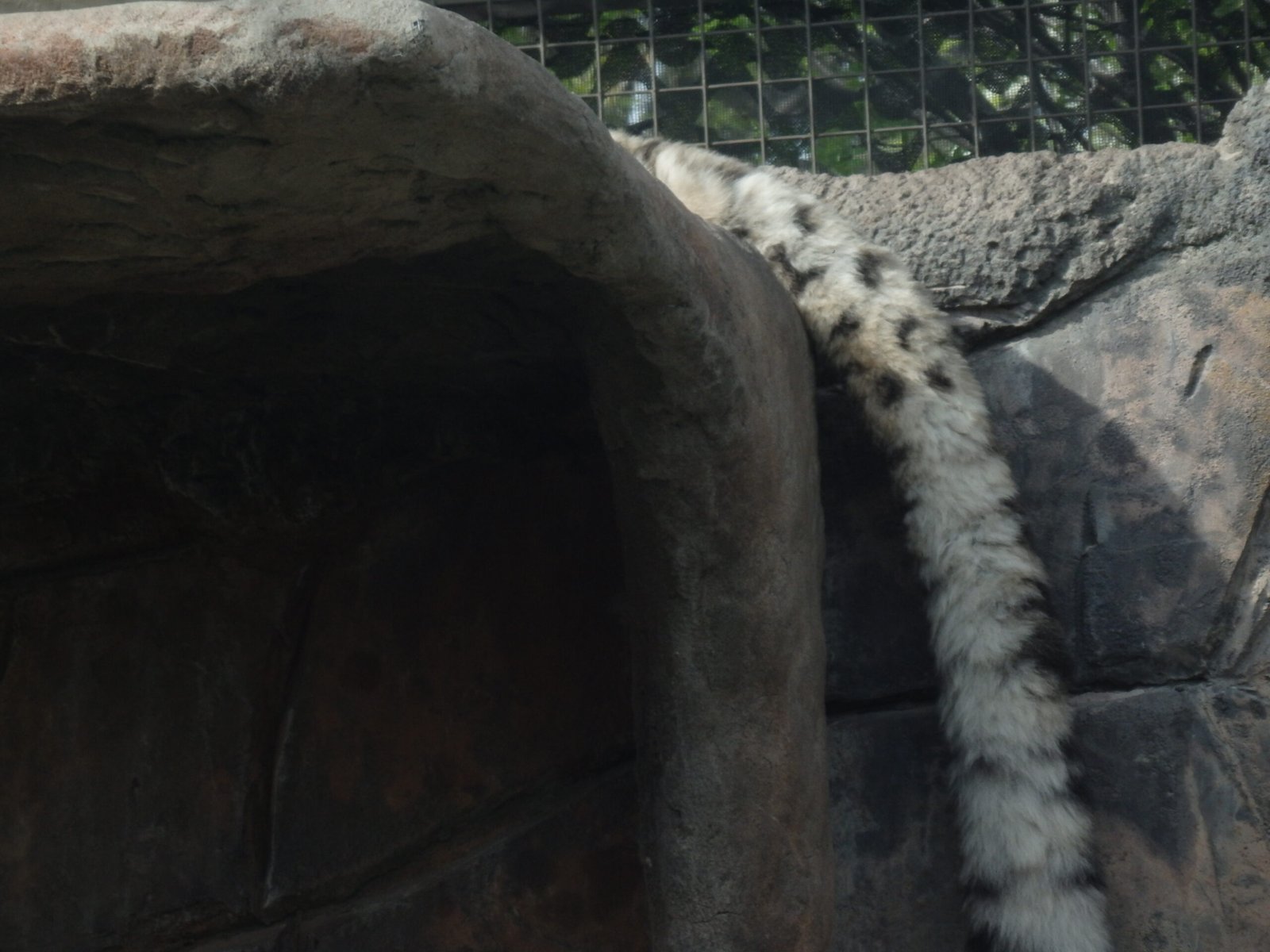 A Tail Like a Blanket (image credits: wikimedia)