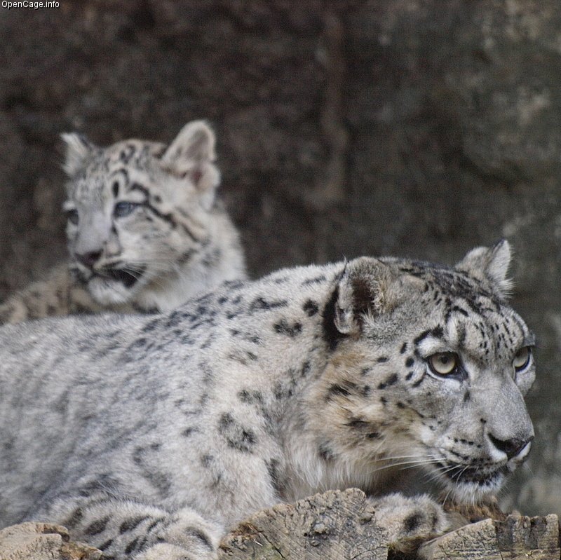 Motherhood on the Edge (image credits: wikimedia)
