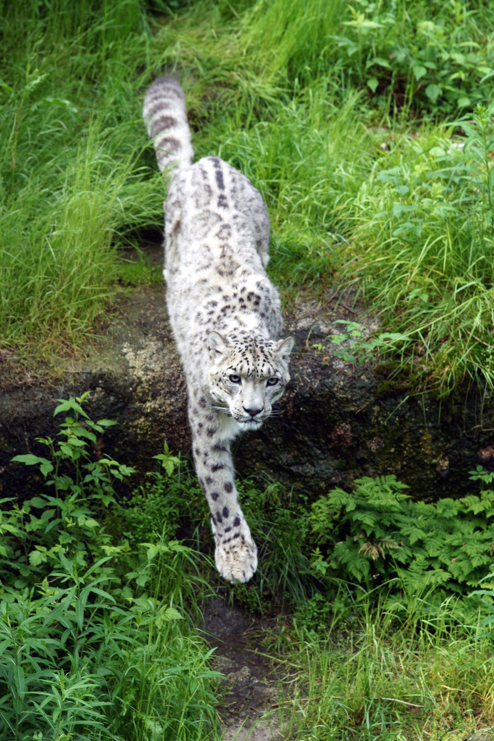 The Human Encroachment (image credits: wikimedia)