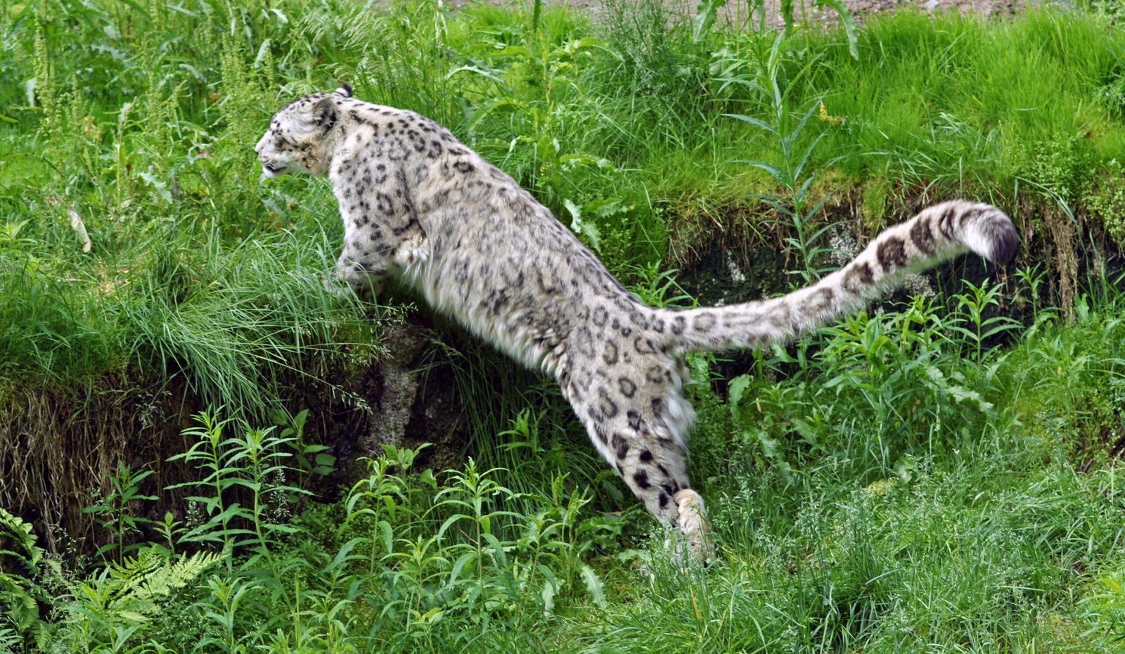 The Seasonal Wanderer (image credits: wikimedia)