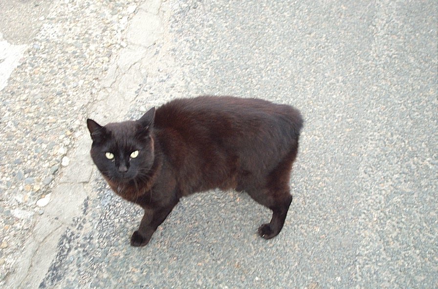 Manx: The Isle of Man’s Tailless Marvel (image credits: wikimedia)