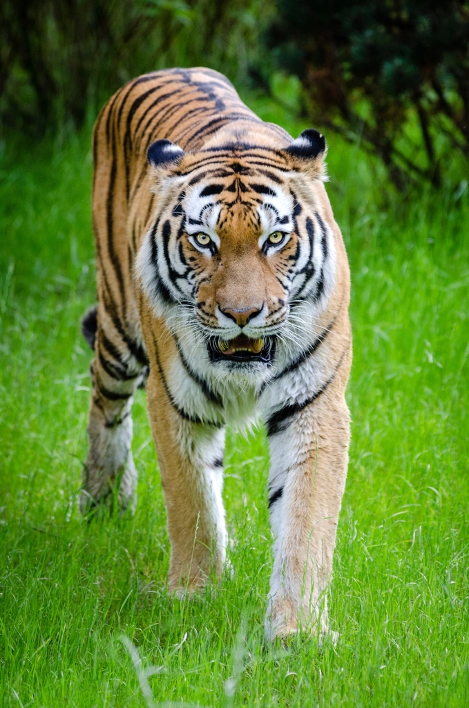 The Secret Lives of Stripes (image credits: rawpixel)