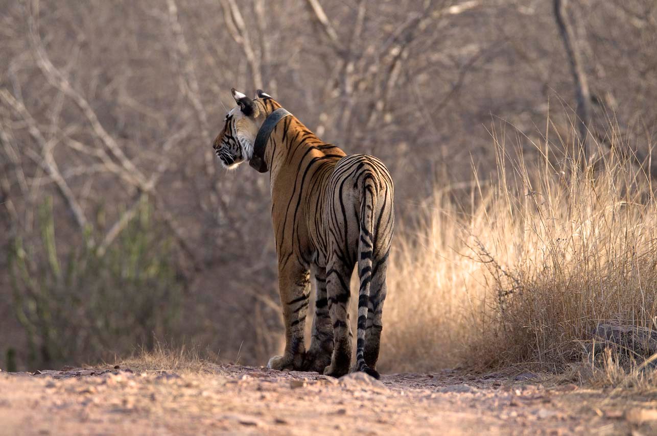 Female Tigers: Queens of the Territory (image credits: wikimedia)