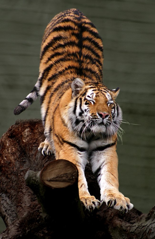 Young Wanderers (image credits: wikimedia)