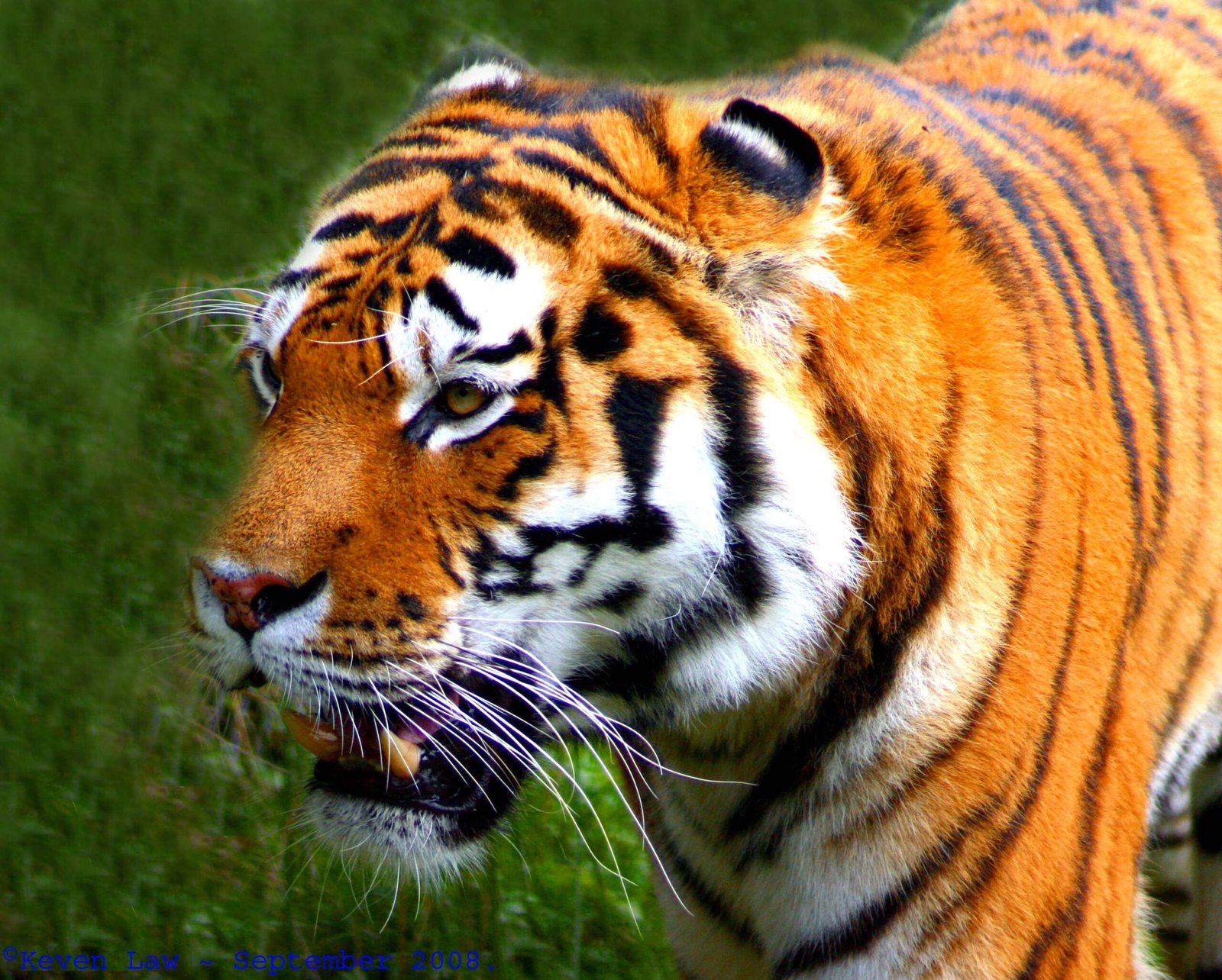 The Shadow of Poaching (image credits: wikimedia)