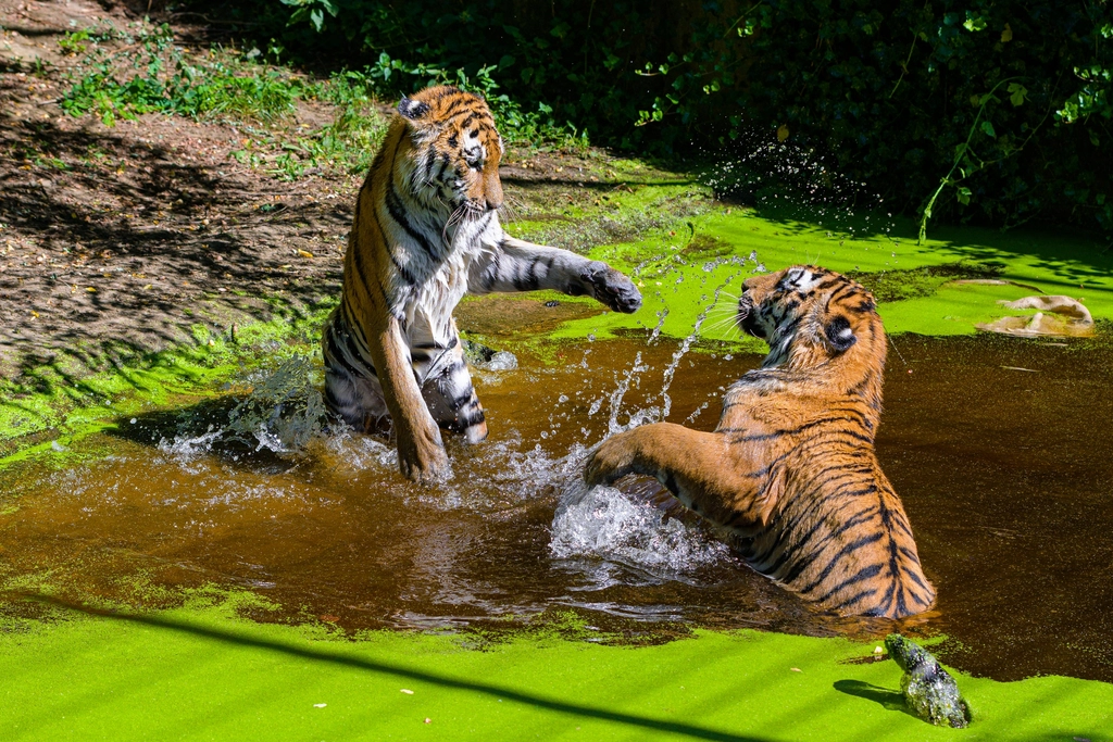 Protecting the Little Kingdoms (image credits: rawpixel)