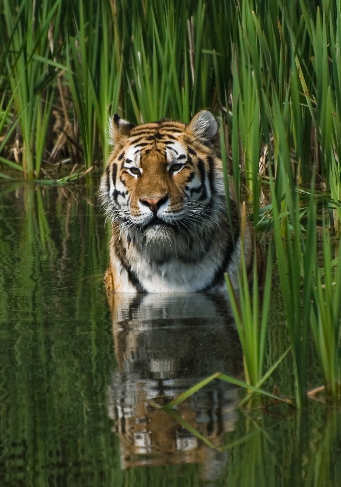 The Importance of Water (image credits: wikimedia)