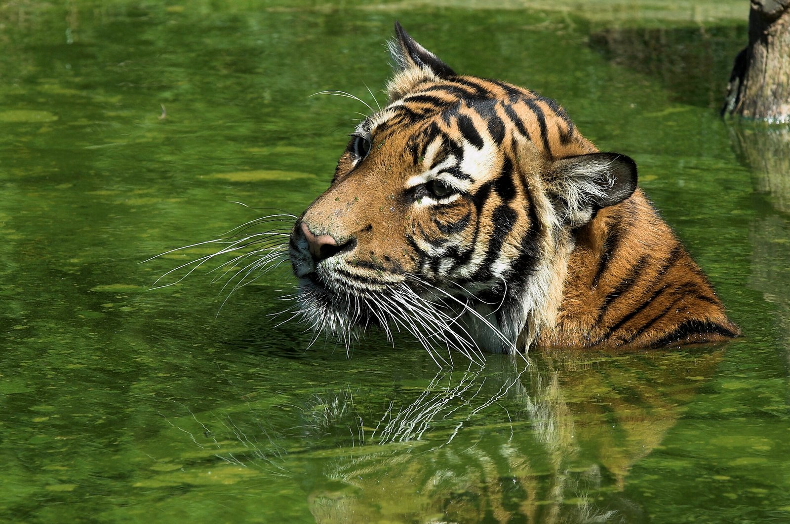 Hidden Gems: Unknown Populations (image credits: wikimedia)