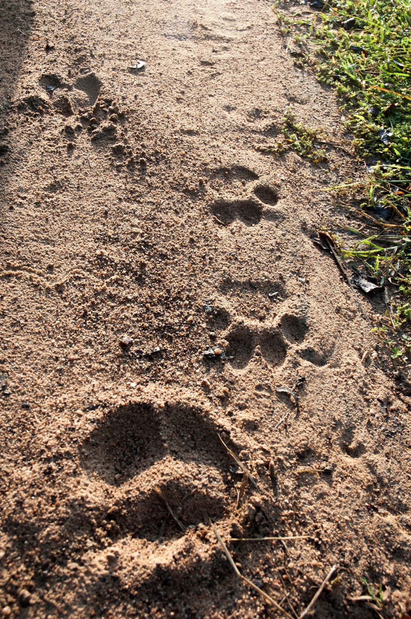 A Future Written in Footprints (image credits: wikimedia)