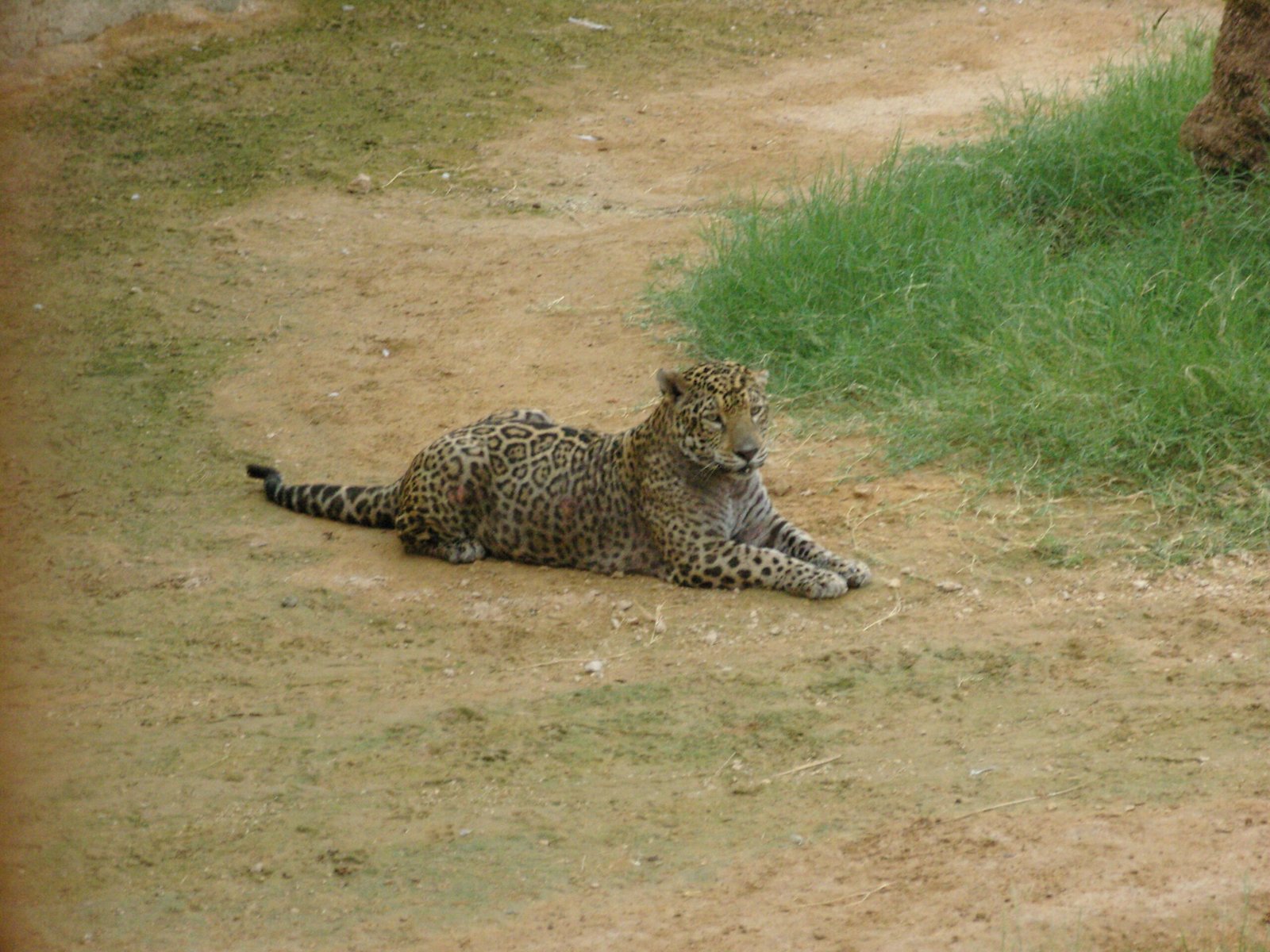 Unexpected Habitats Revealed (image credits: wikimedia)