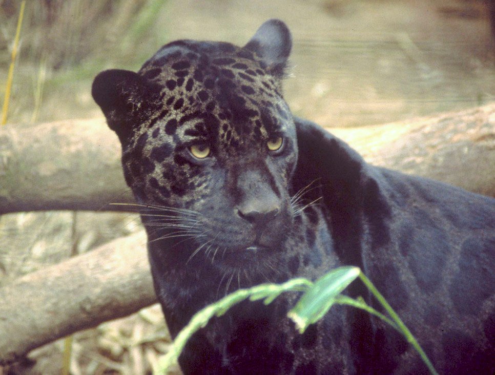 Rare Melanistic Jaguars: The Black Shadows (image credits: wikimedia)