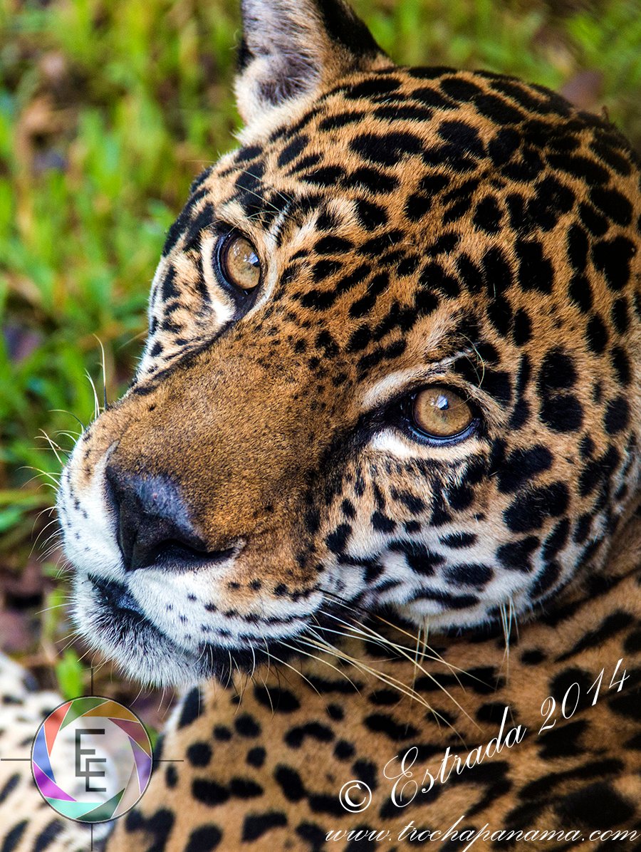 What the Future Holds (image credits: wikimedia)