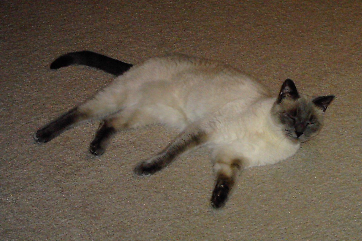 The Tonkinese: The Social Butterfly Hybrid (image credits: wikimedia)
