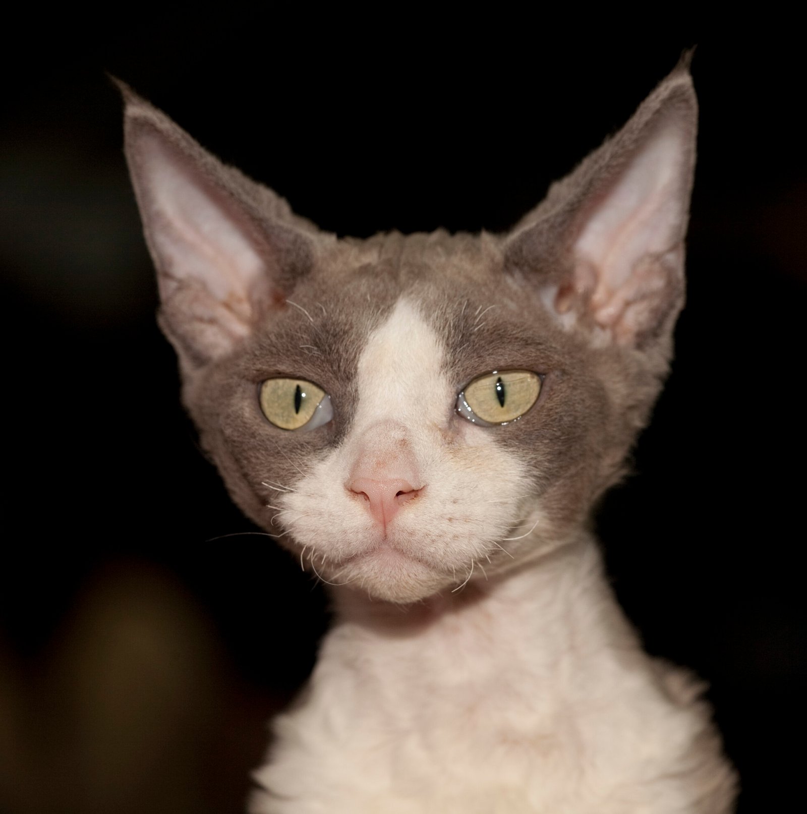 The Devon Rex: The Elf-Like Mischief Maker (image credits: wikimedia)